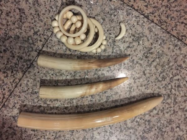 檢測(cè)出來(lái)的象牙