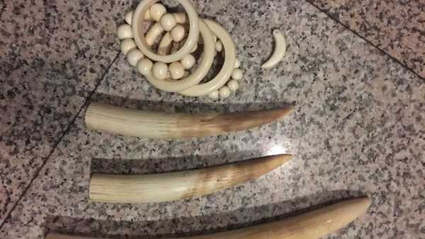 在行李中藏象牙要機場安檢時被查出